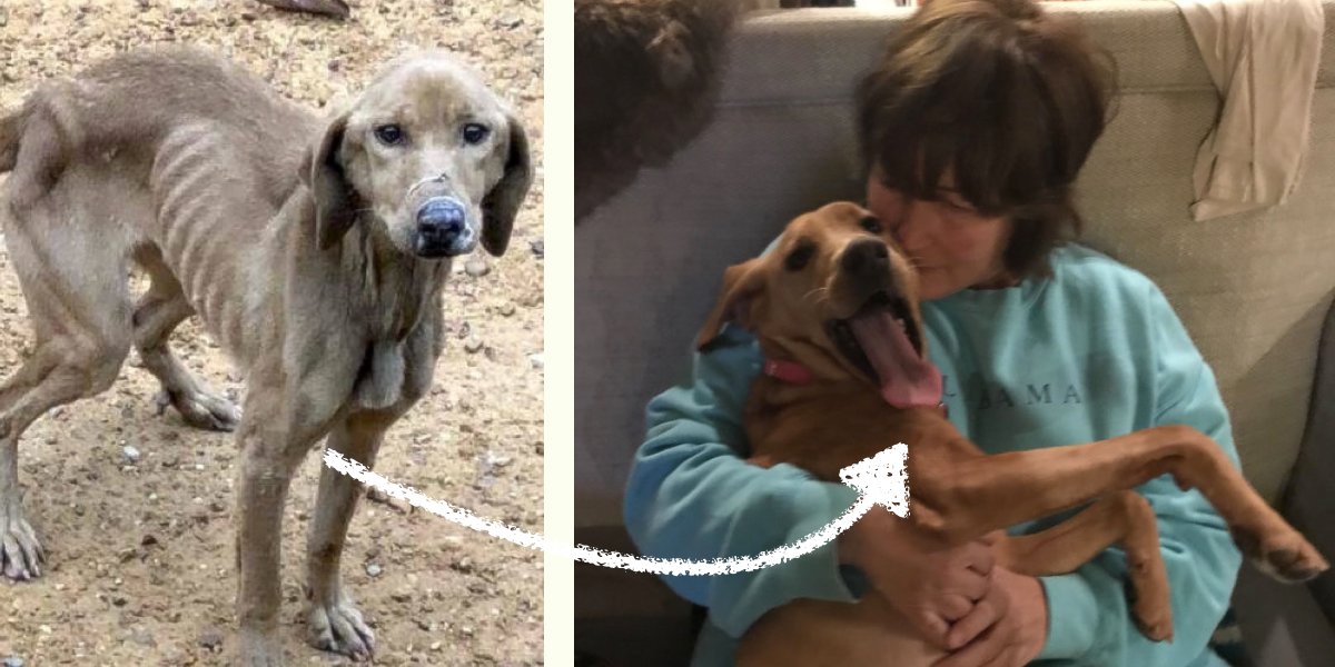 Vychrtlá fenka nalezená na ulici se změnila k nepoznání, nevěříme vlastním očím ♥