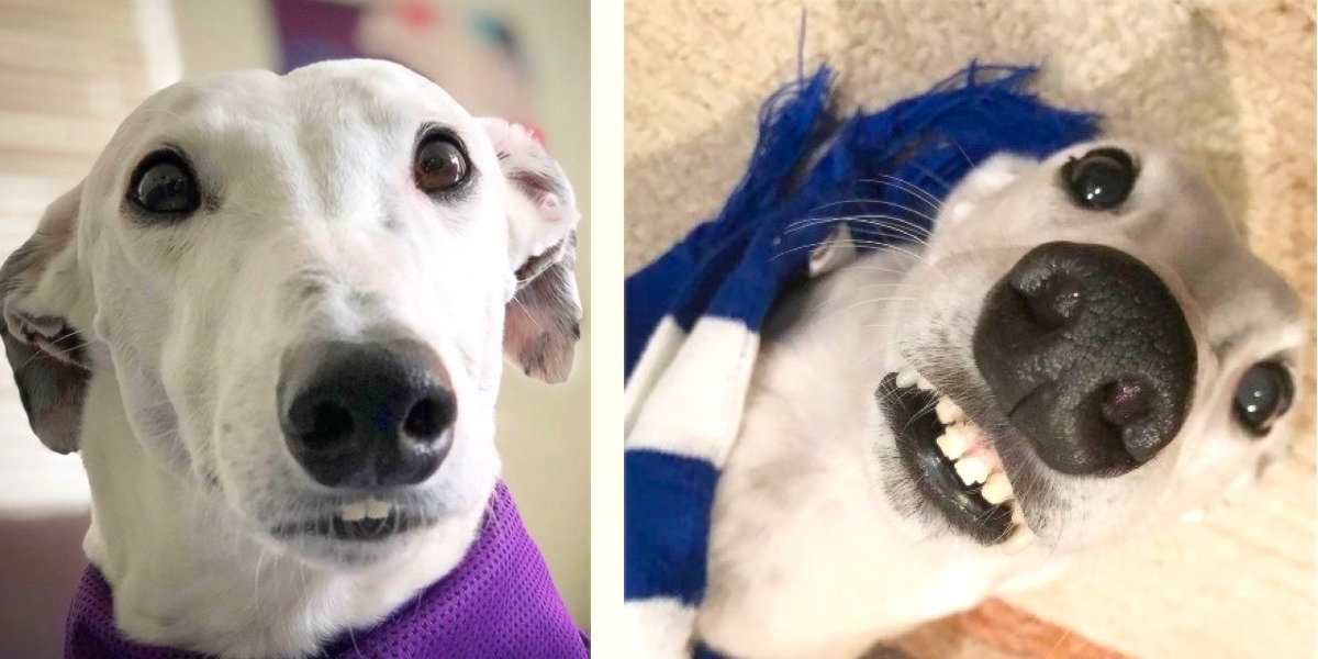 Pes s „lidskými zuby“ pomáhá své majitelce nacházet nové přátele, kdekoliv se objeví