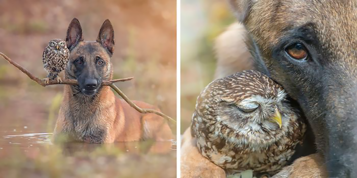 30 obrázků, které odkrývají nerozlučné přátelství psa a sovy, vás zahřejí u srdce ♥