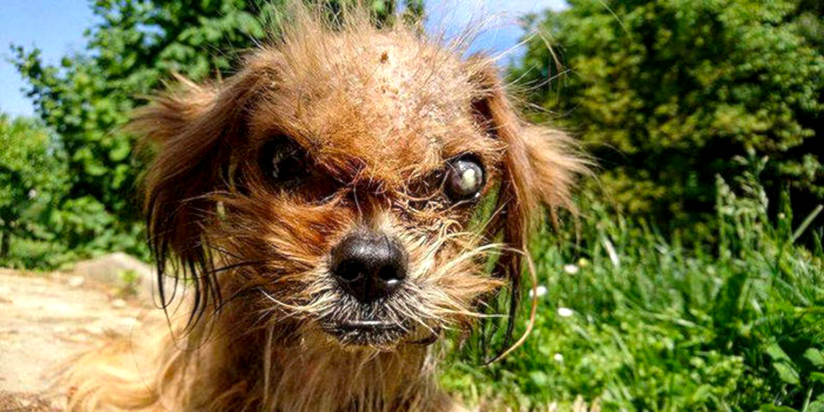 Je neuvěřitelné, jak se tenhle „děsivý“ pes proměnil za 8 měsíců, po záchraně z ulice