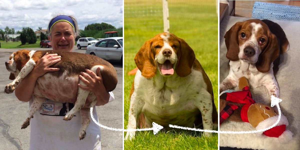 Fenka bígla byla málem utracena díky své nadváze...