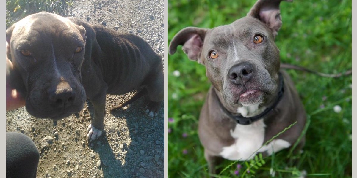 Hladová fenka pitbula jedla kameny, aby netrpěla hlady, záhranáři si tak mysleli, že je březí