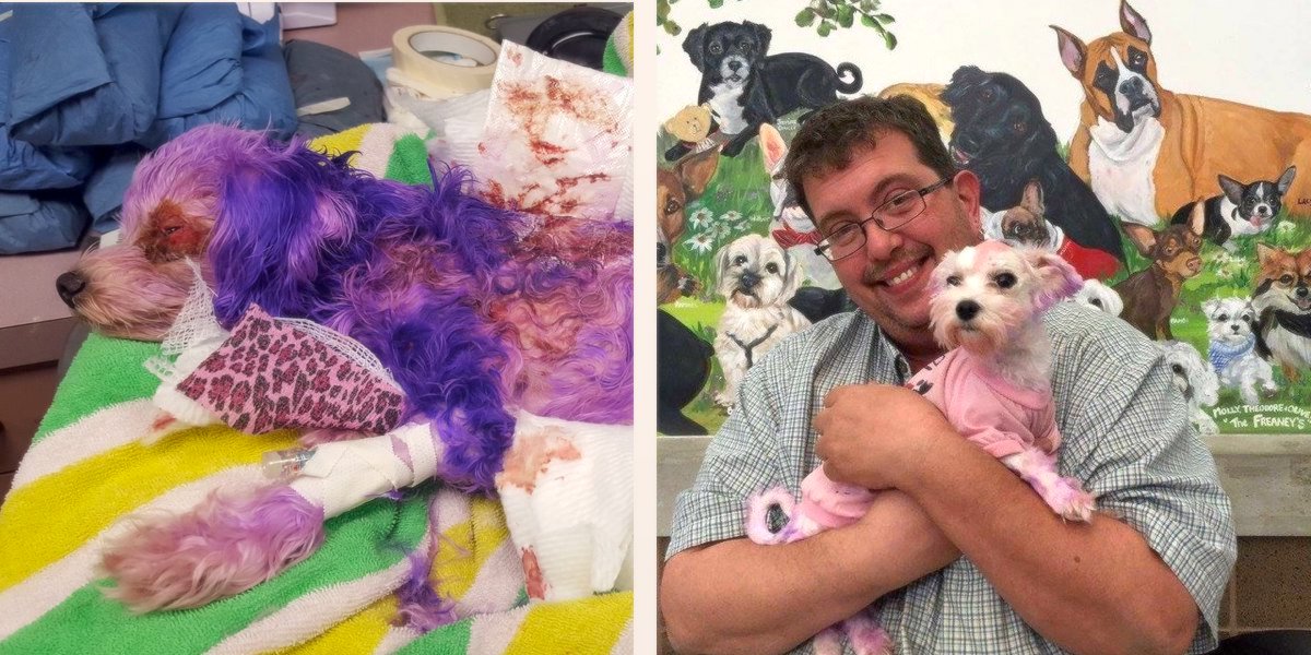 Štěně málem přišlo o život, protože se ho majitel rozhodl přebarvit na fialovou...