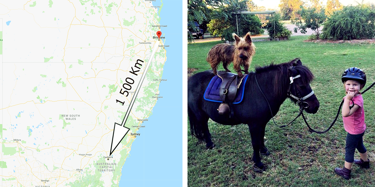 Tenhle pes se rozhodl procestovat Austrálii, všechno zvládl sám