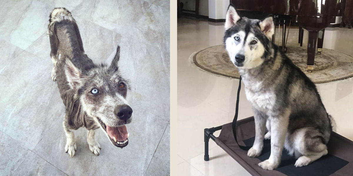 Zachráněný husky si prošel neuvěřitelnou proměnou, nevěříme, že jde o stejného psa