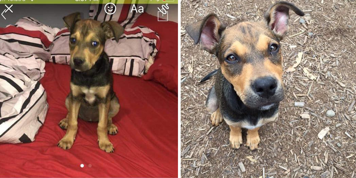 Majitel štěněte vystavil inzerát, ve kterém štěně nabízel výměnou za iPhone, ale naštěstí...