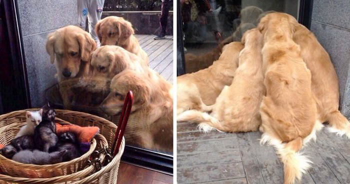 15x Jak retrívři dokazují, že jsou ti nejlepší psi vůbec