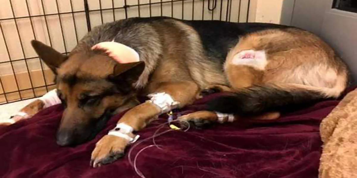 Odvážný pes byl postřelen, zachránil tak svému majiteli život