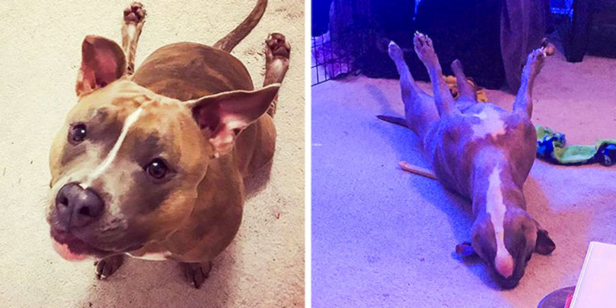 Seznamte se s Lily: Úžasná pitbulka, která vás ohromí svým chováním, které nedokázal vysvětlit ani veterinář