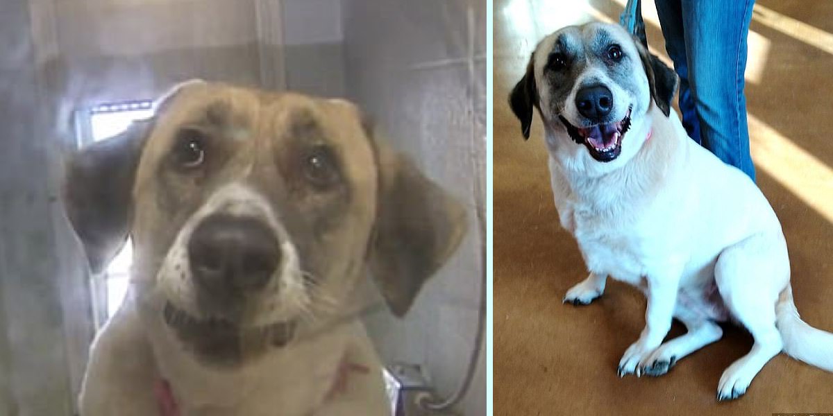 Majitelé dali fenku do útulku, ale ona je natolik milovala, že se jí podařilo (2x!) uprchnout a běžet za nimi 20 km