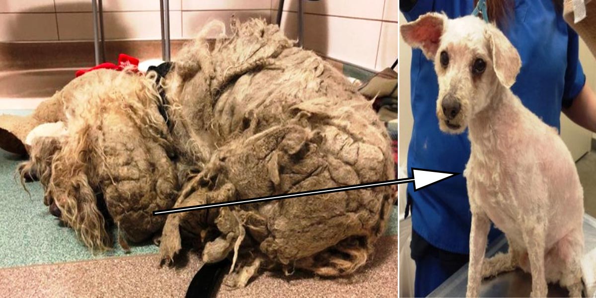 Zanedbaná fenka byla ve strašném stavu, záchranáři konečně přemluvili její majitelku a zbavili fenku 3 kg závaží...