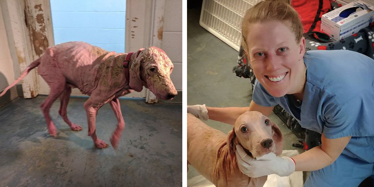 V poušti byl nalezen „holý tvor“ aneb Dokonalá proměna fenky, která si vyžádala i testy DNA