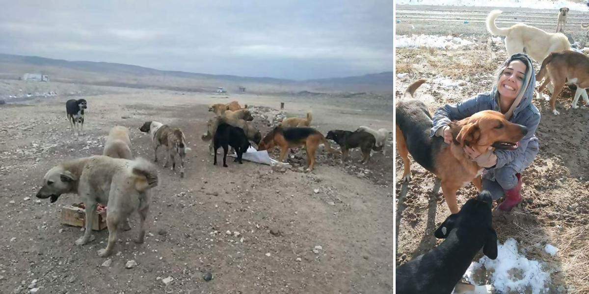 Nešťastný pes žil na skládce odpadků, zoufale prosil lidi o záchranu