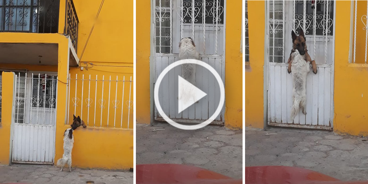 Nejlepší přátelé, které nikdo nerozdělí ♥