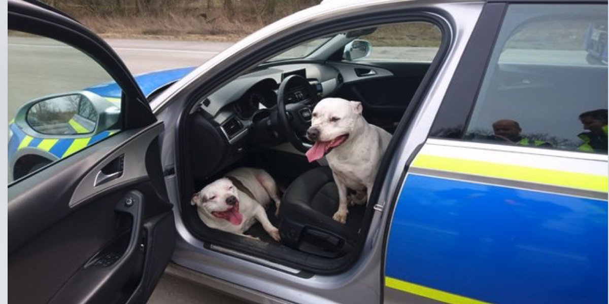 Ztracení psi ukradli policejní automobil, policisté nevěřili svým očím...