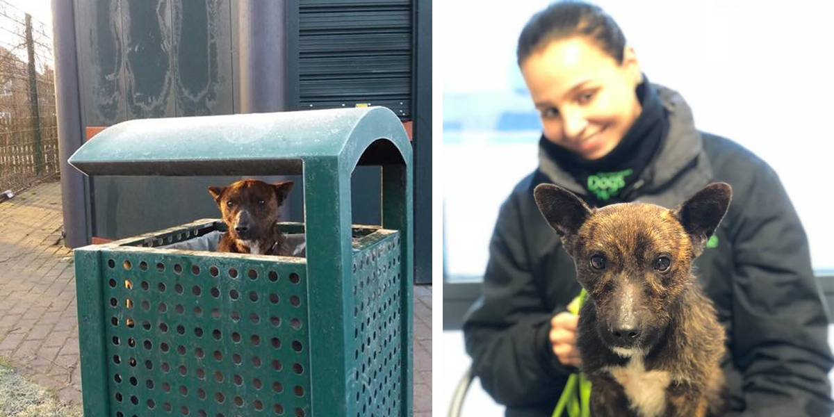 Záchranáři našli psa uvězněného v koši na odpadky, na kterého se pak usmálo štěstí