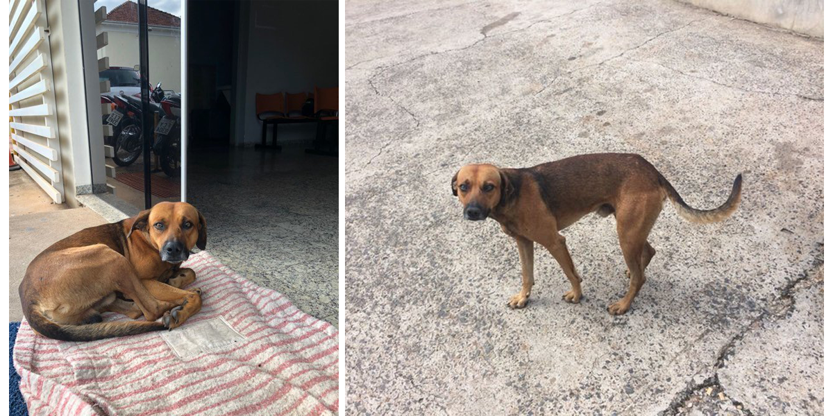 Tenhle pes odmítl přestat čekat na svého majitele před nemocnicí, ten ale už zemřel...