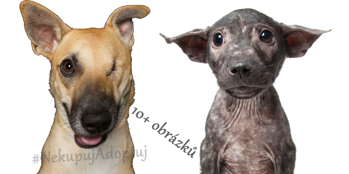 Dokonale nedokonalí chlupáči očima profesionálního fotografa (10+ obrázků)