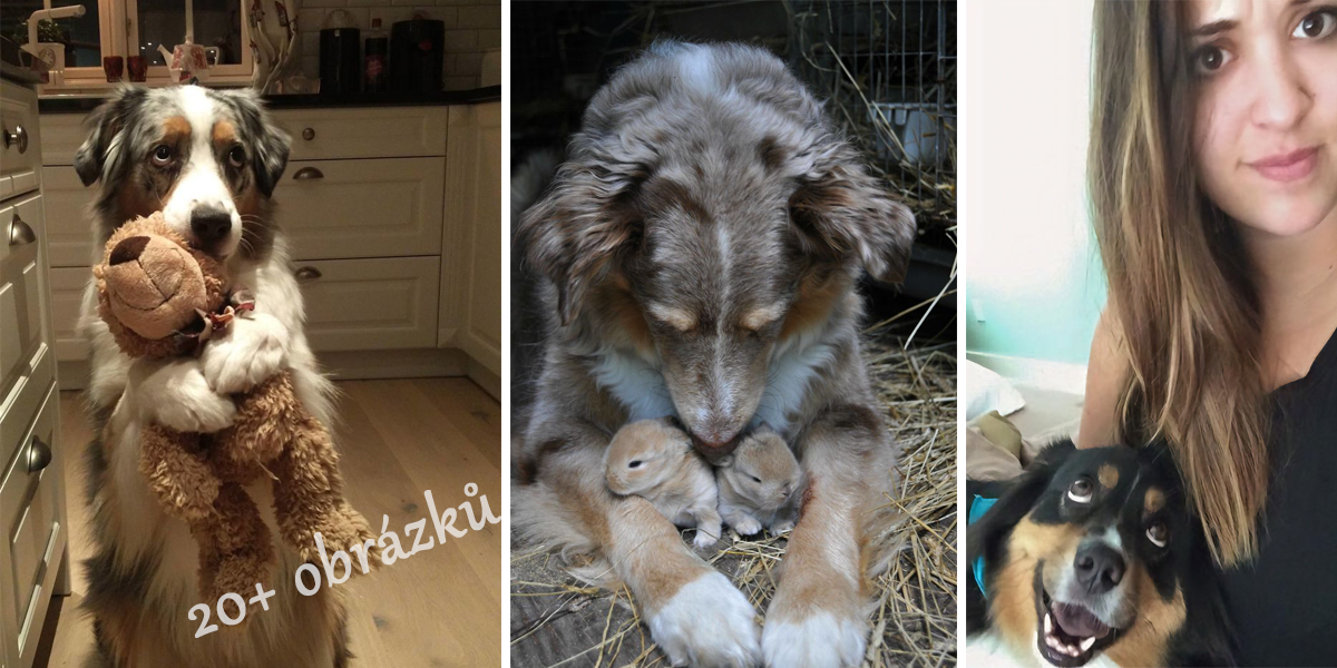 20+ důvodů, proč jsou australští ovčáci ti nejlepší z nejlepších