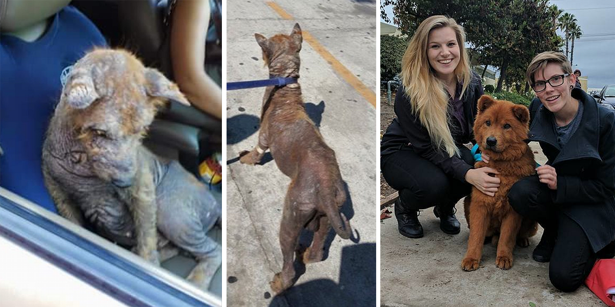 Vyděšené plešaté štěňátko vyrostlo v roztomilou načechranou kuličku ♥