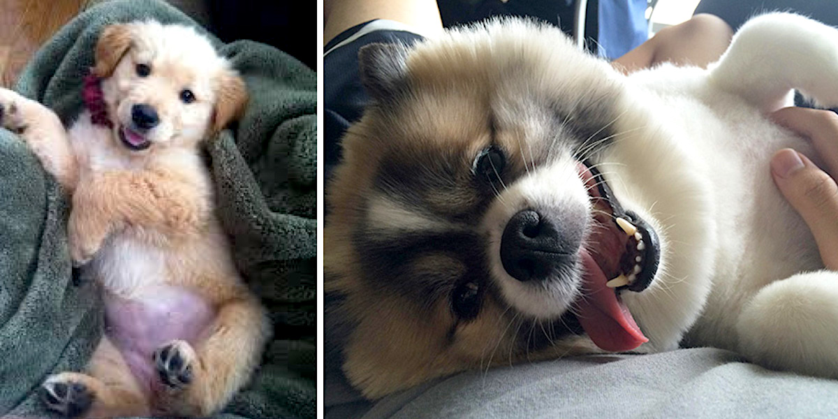 Proč psi vlastně milují drbání na břiše?