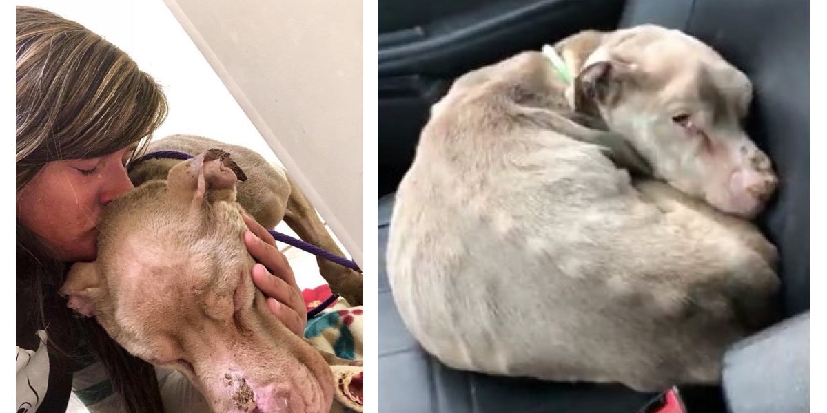 Tahle žena strávila poslední noc s umírajícím psem, a nic by neměnila