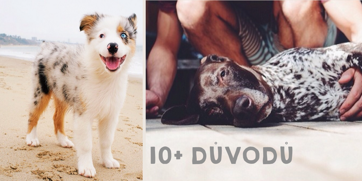 10+ způsobů: Jak nám psi zlepšují život