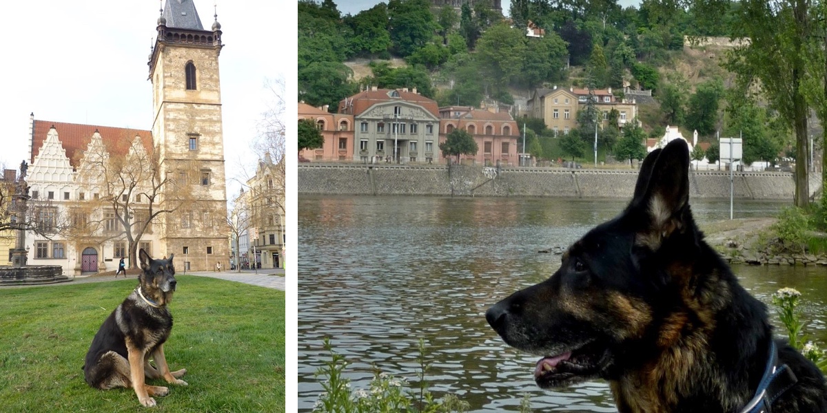 Významný český král a bezvýznamný český pes?