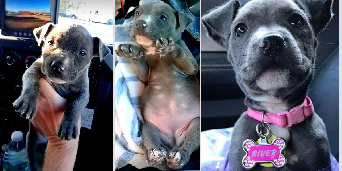 Opuštěné a na kost zmrzlé štěně pitbula se dočkalo tepla a šťastného konce...