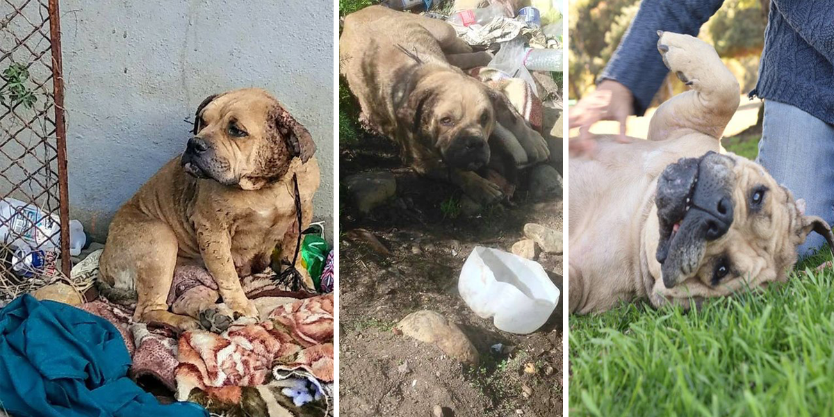 Týraná fenka, kterou množitelé odhodili na hromadu odpadků, nyní dostává tolik potřebnou lásku...