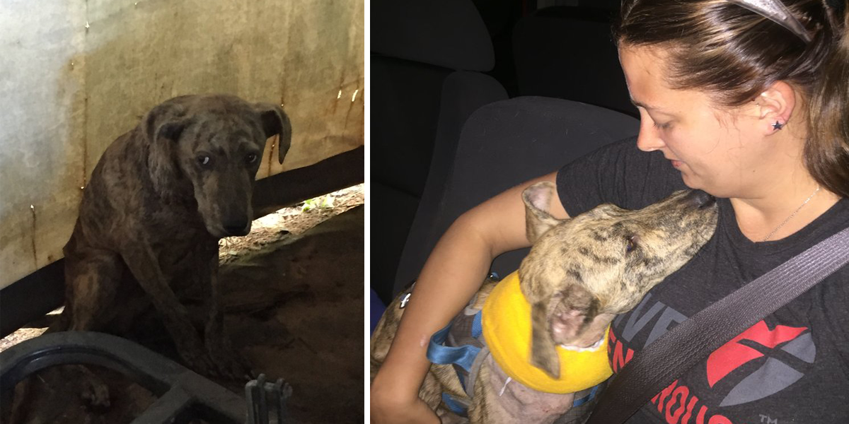 Tahle žena našla vyděšeného „kojota“ ve skladovacím stanu, ale pak se ukázalo...