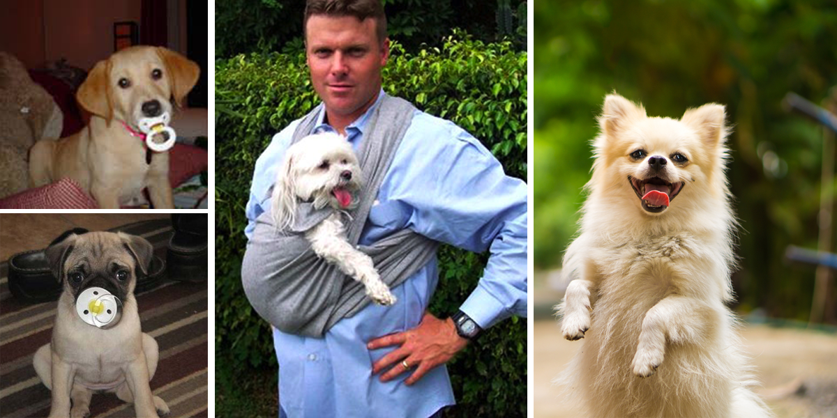 VÝZKUM: Na psa žvatlejte, bude vás více poslouchat