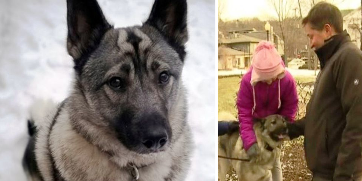 Tomuhle psovi byly schváleny dávky v nezaměstnanosti: $360 týdně!