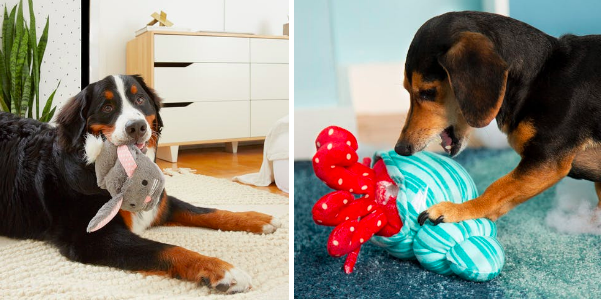 Proč psi milují pískací hračky, opravdu kvůli svému „zabijáckému instinktu?“