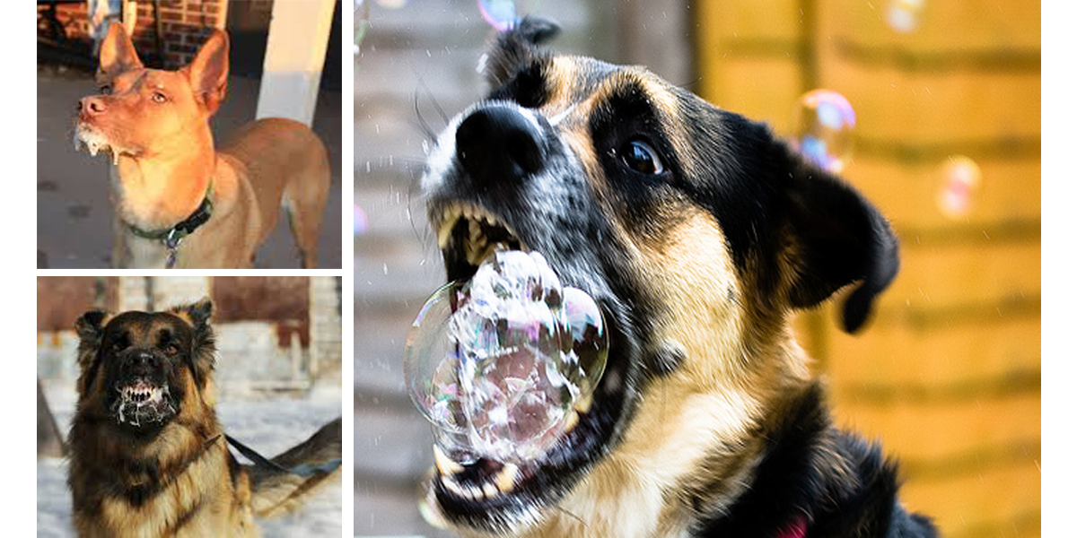 6 důvodů: Proč může mít váš pes pěnu u tlamy a přitom nejde o vzteklinu...