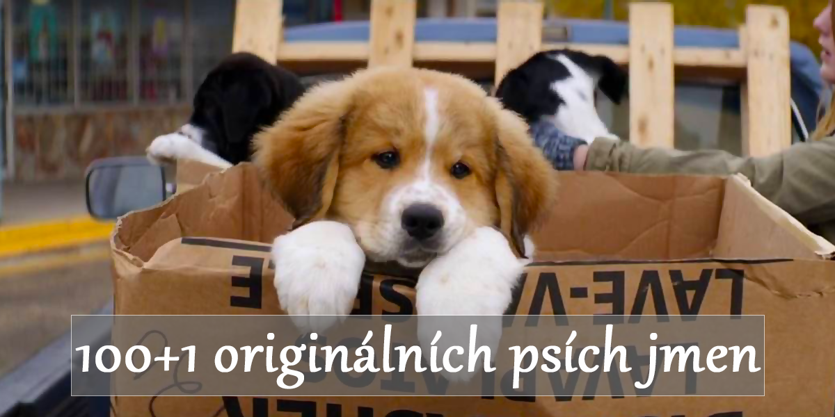 101 filmových jmen pro psy, které určitě (ne)znáte