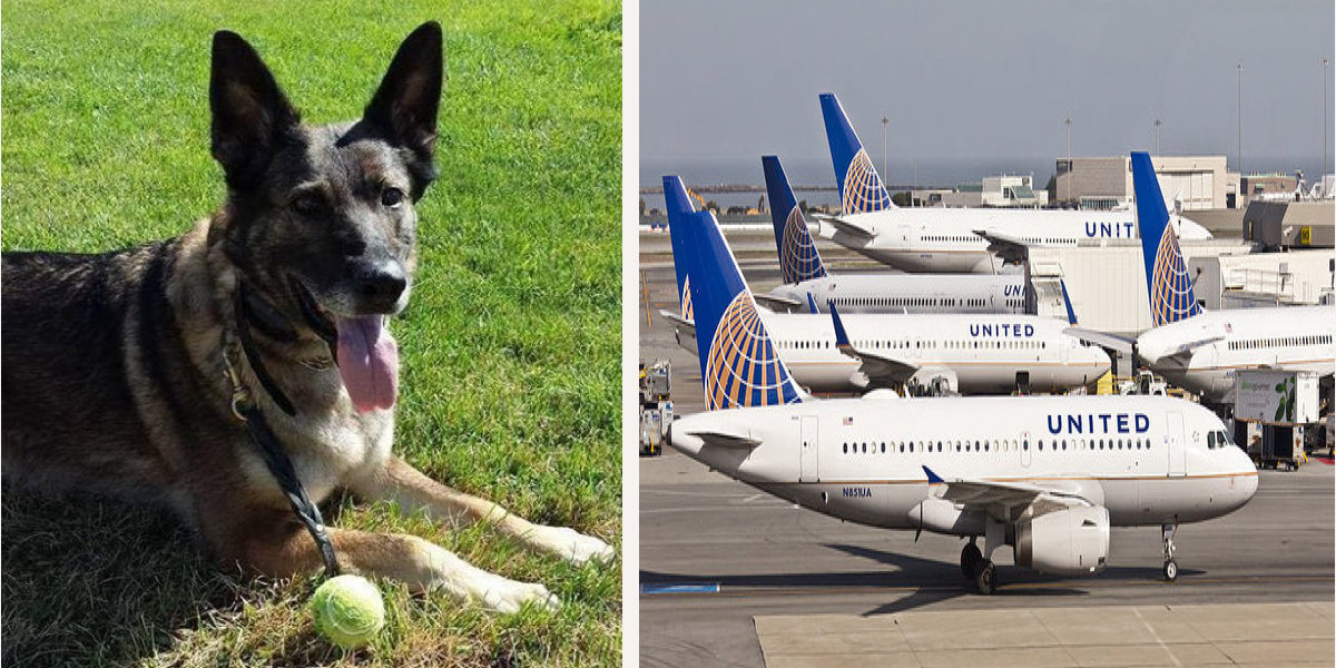 United Airlines omylem poslali cestujícího (psa) na jiný kontinent, ten se může vrátit nejdříve za 2 týdny