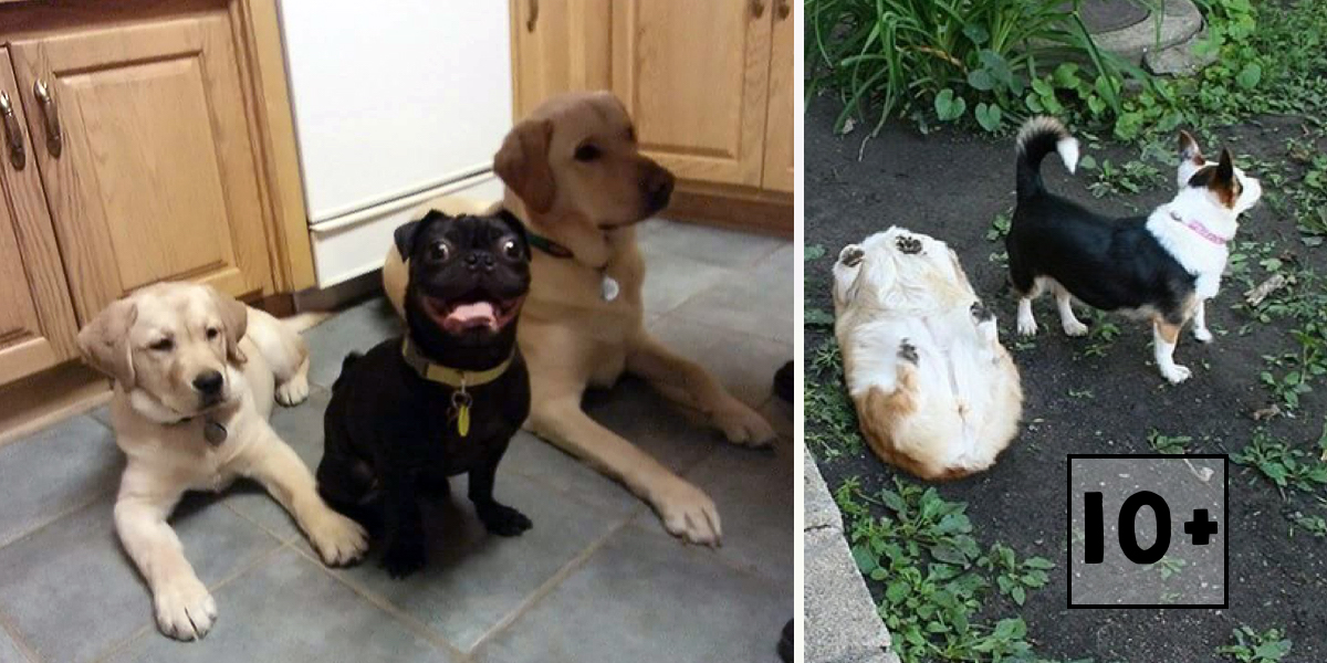 10+ psů, kteří jasně definují: „To je můj nejlepší přítel!“