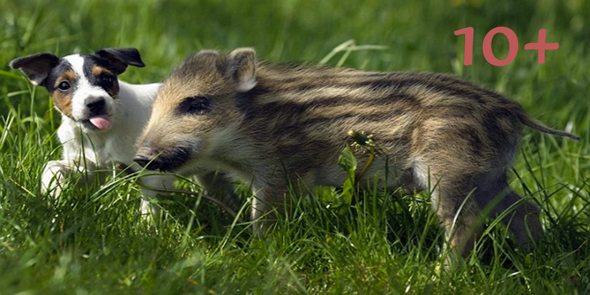 10+ exotických zvířat, která (ne)mohou nahradit psy