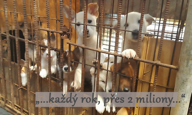 Tenhle pes z korejské farmy na maso dostal druhou šanci ♡