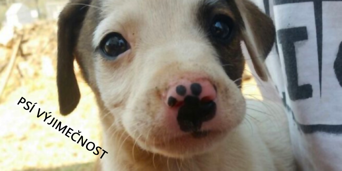 VÝZKUM: Pes vás miluje celým svým čenichem