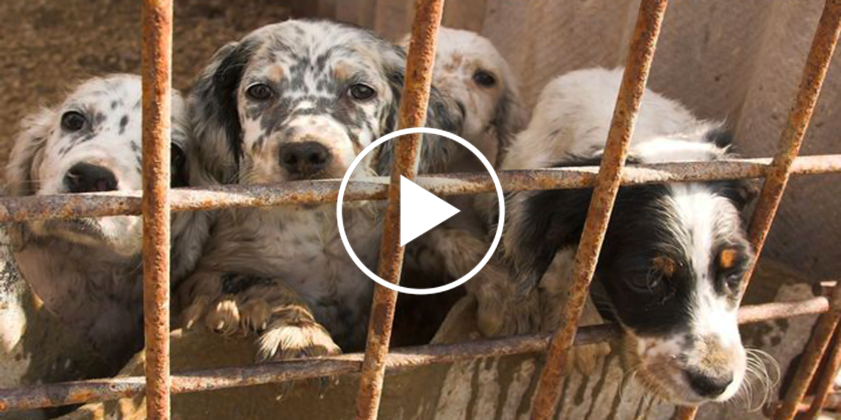 Začarovaný kruh jménem množírny