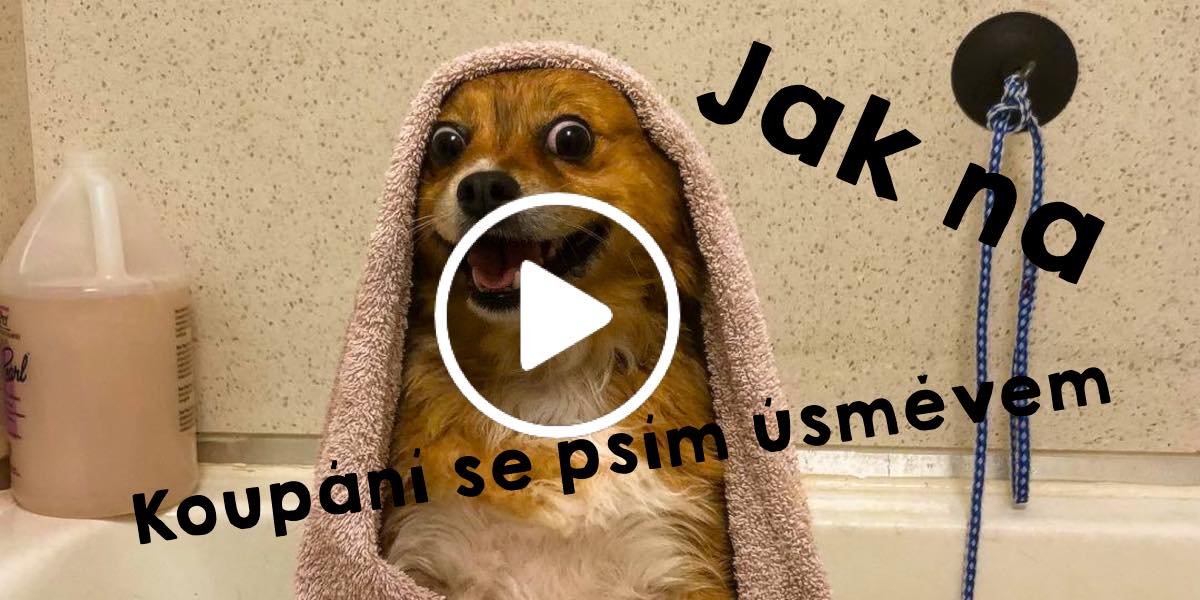 Proč psi koupání nemají v lásce a jak to změnit?