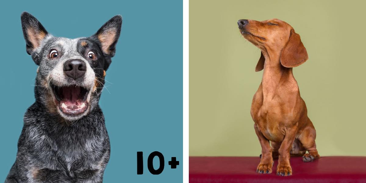 Fotografováním psů ukazuje jedinečnost každého z nich (10+ obrázků)
