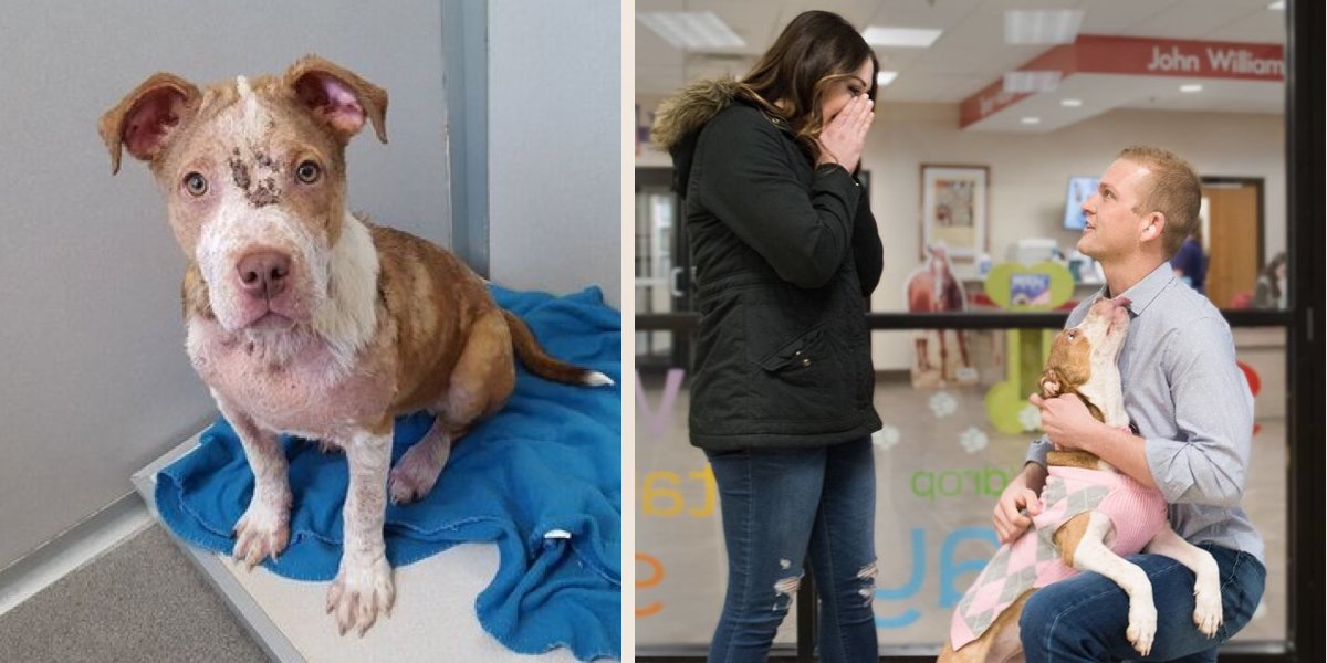 Ta nejvíce neobvyklá adopce psa, kterou jsme kdy zažili