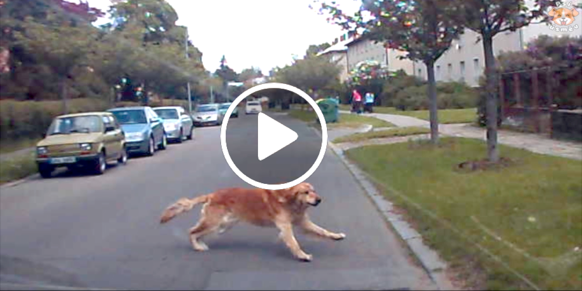 Proč nést odpovědnost za svého psa? (osobní zkušenost)