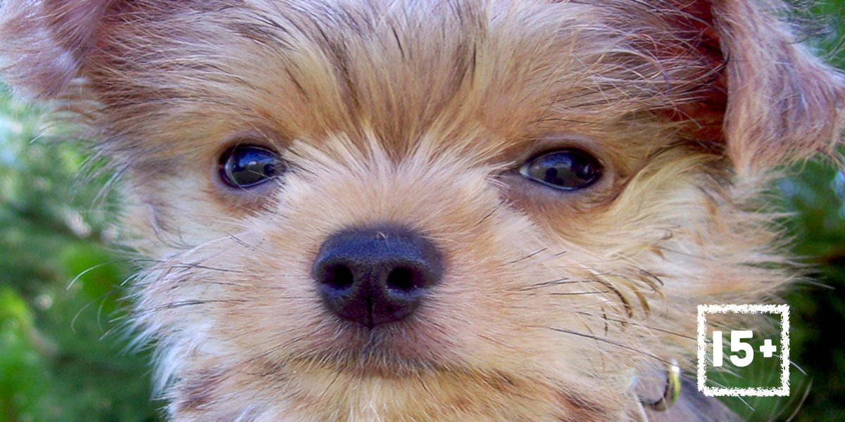 15+ Jorkšírských teriérů příliš krásných na to, aby byli skuteční