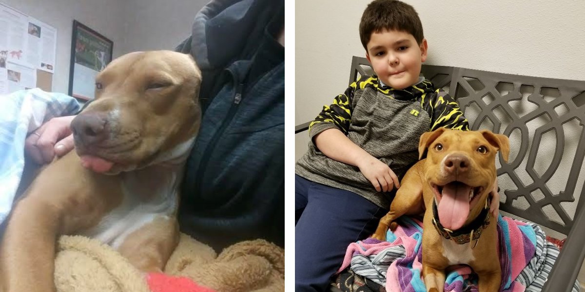 Fenka, kterou děti krmily kokainem, dostala nový skvělý start do života