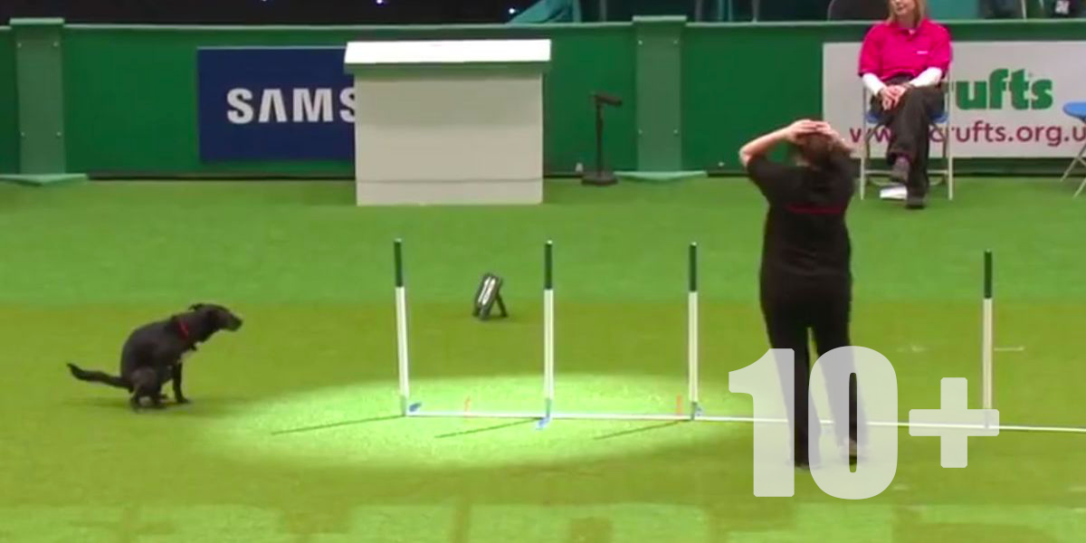 10+ Psích GIFů: Mám lepší věci na práci!