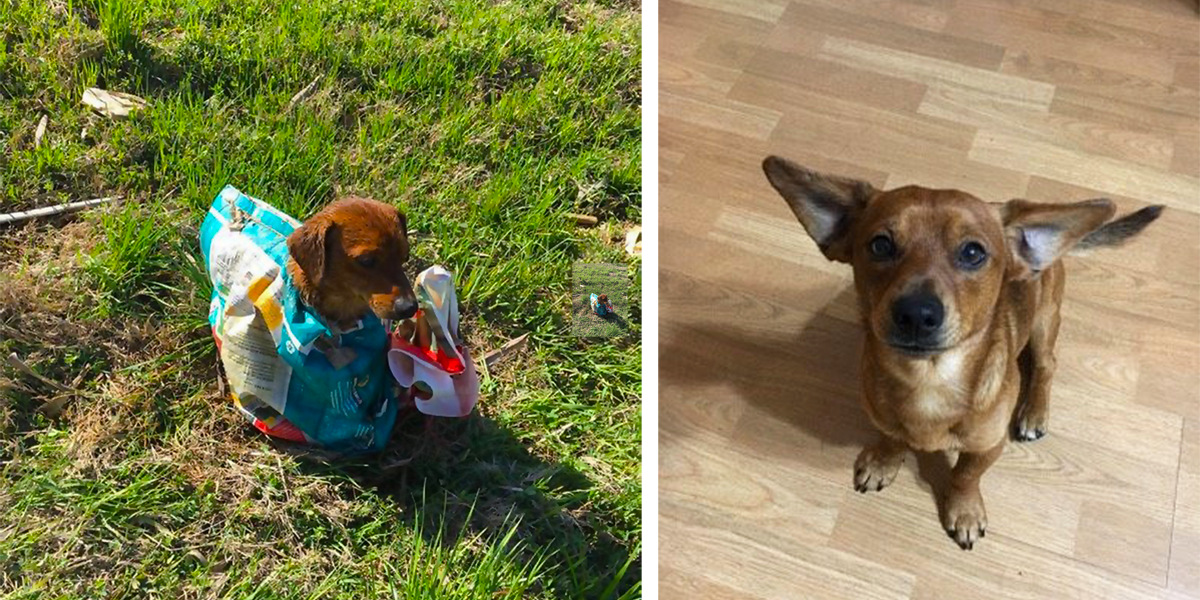 Manželé našli u silnice psa v pytli, ale poté přišli na to, co tomu předcházelo...